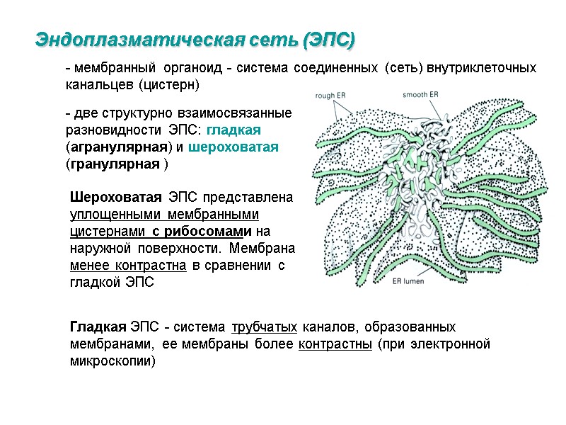 Эндоплазматическая сеть (ЭПС) - мембранный органоид - система соединенных (сеть) внутриклеточных канальцев (цистерн) 